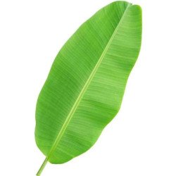 Banana Leaf 25 Pcs (Air)